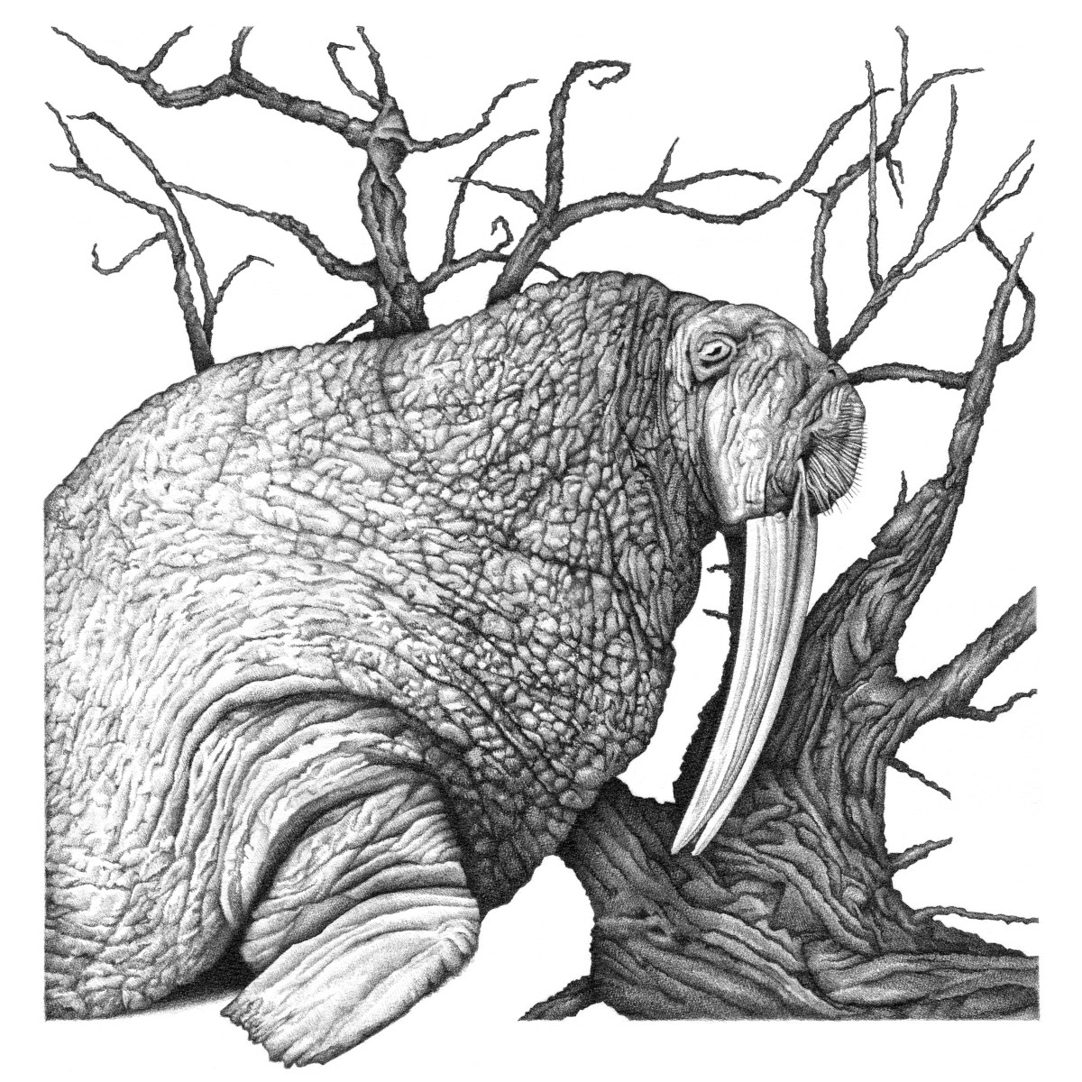 Walrus Tree (2020)