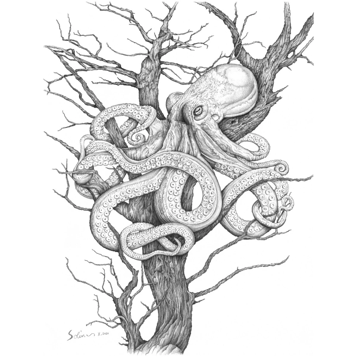 Illustration pieuvre